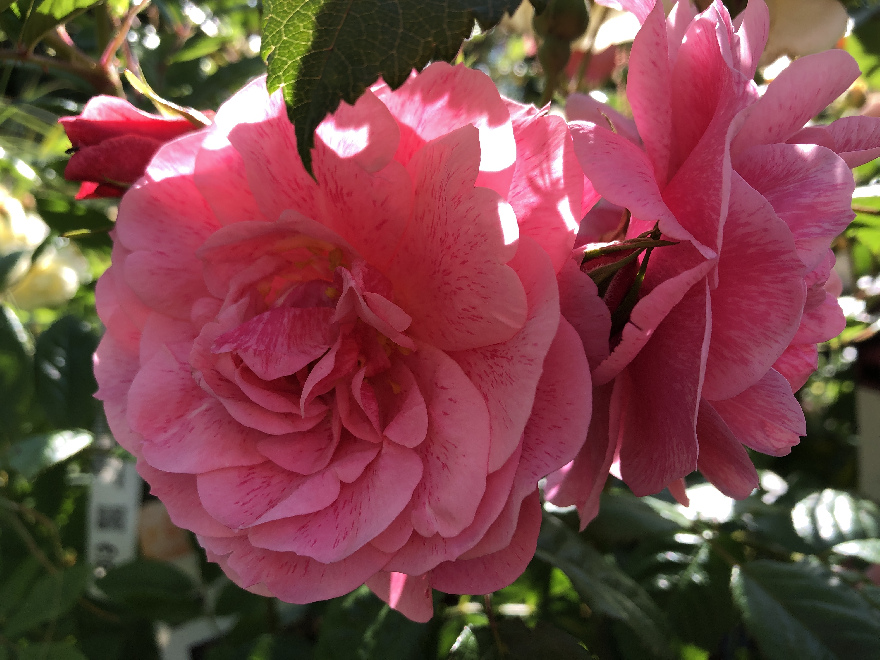 Rosa 'Camelot' (Klimroos) 