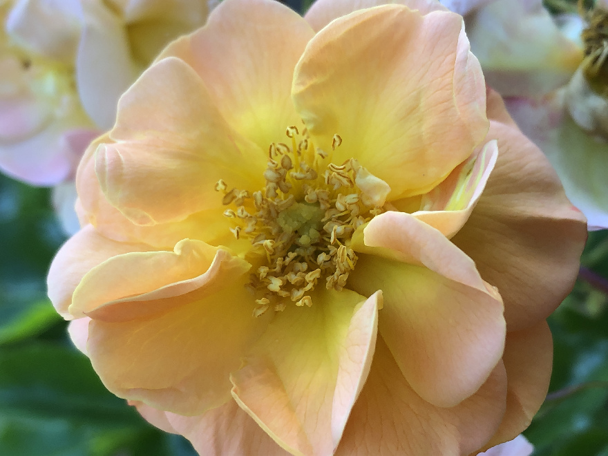 Rosa 'Sedana' 