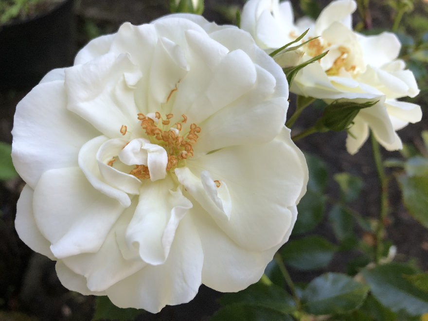 Rosa 'Noaschnee' (Schneeflocke)  bodembedekkende roos
