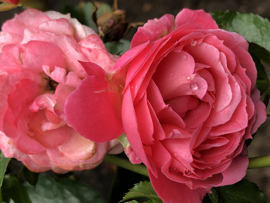 Rosa 'Moin Moin'  Fuchsiaroze Roos