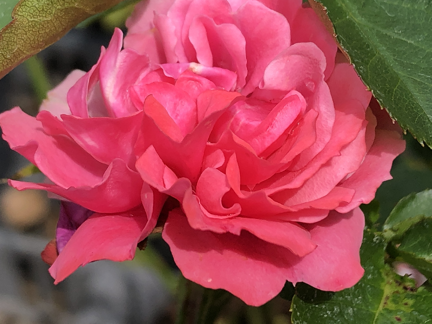 Rosa 'Moin Moin' (Trosroos) Fuchsiaroze Roos