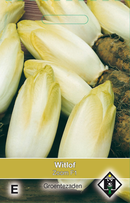 Cichorum intybus 'Bingo F1' Witlof