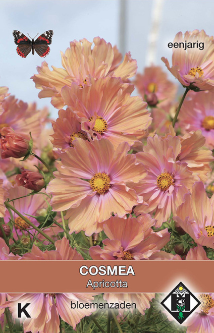 Cosmos bipinnatus 'Apricotta' Abrikooskleurige Cosmea