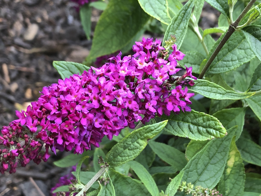 Buddleia 'SMNBDD' (Ruby Chip, Lo & Behold Ruby Chip®) Rode Dwergvlinderstruik