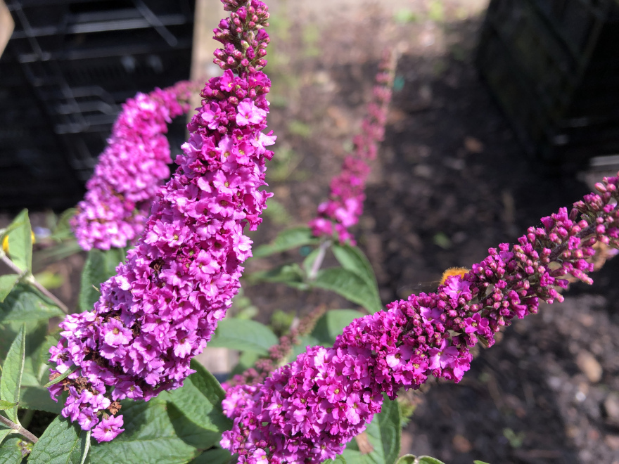 Buddleja 'NC20102'(Pink Chip, Pink Micro Chip) Roze Minibuddleja