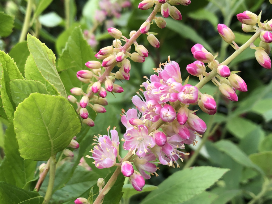 Clethra alnifolia 'Ruby Spice' Schijnels