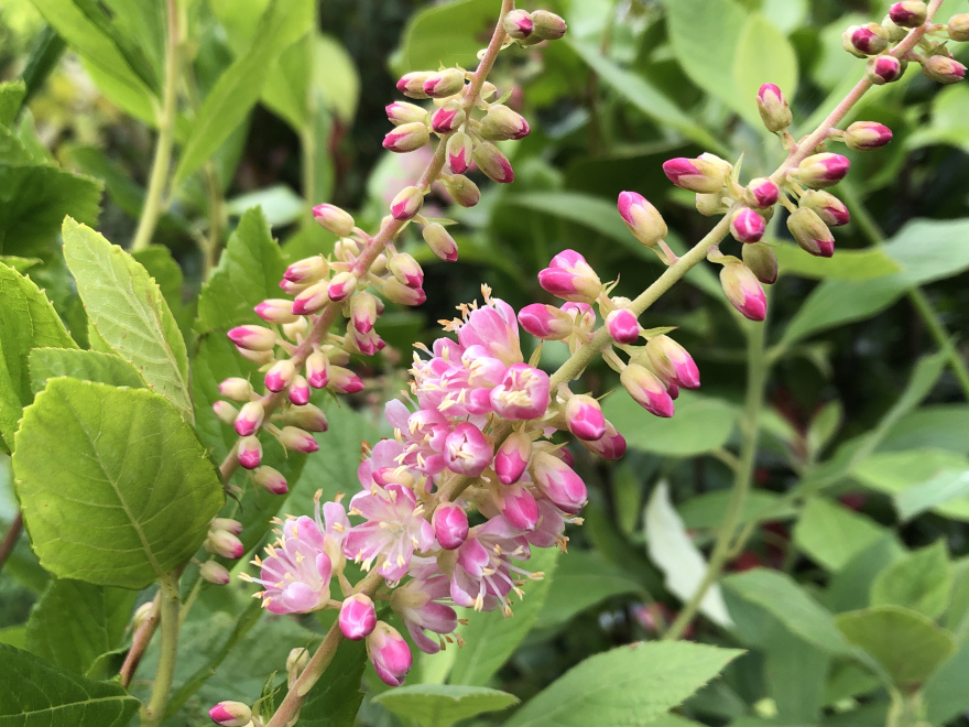 Clethra alnifolia 'Ruby Spice' Schijnels