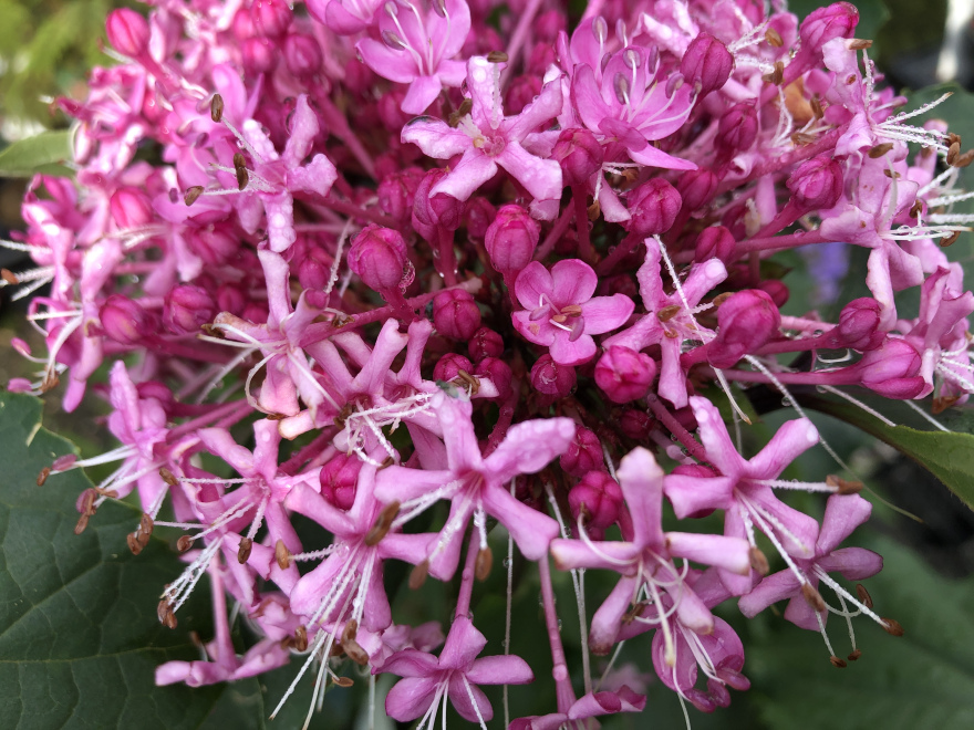 Clerodendrum bungei Kansenboom
