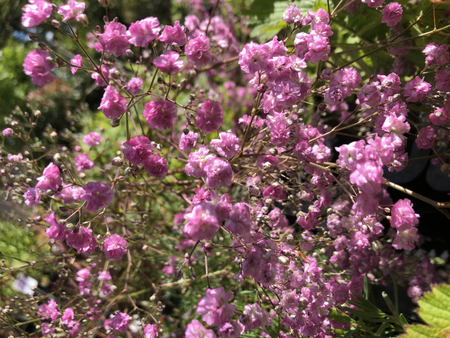 Gypsophila paniculata 'Flamingo' Gipskruid