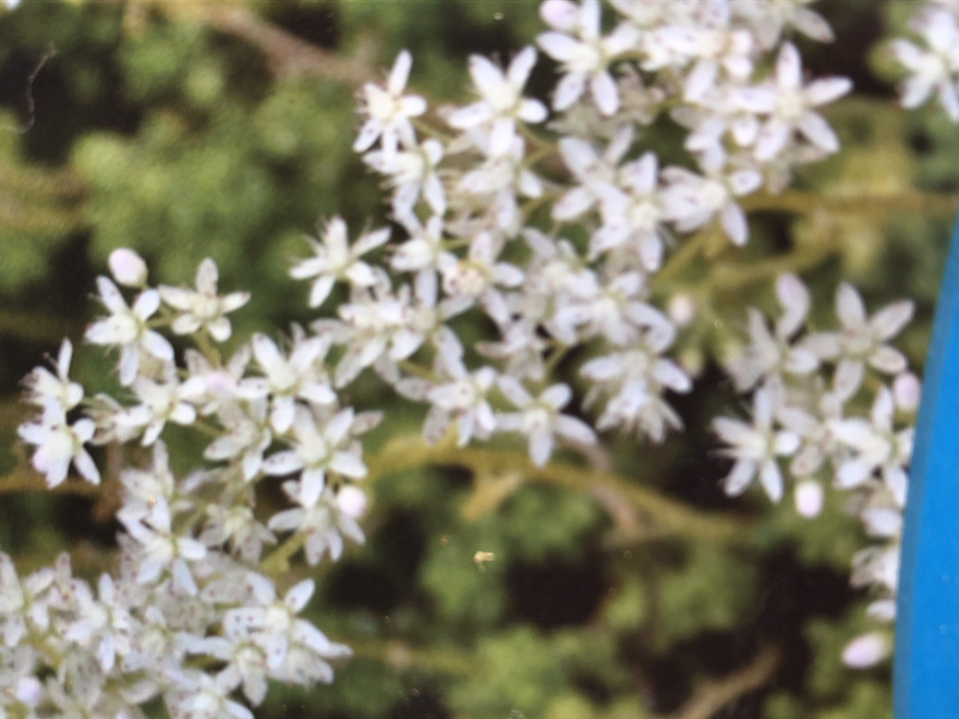 Sedum album Vetkruid