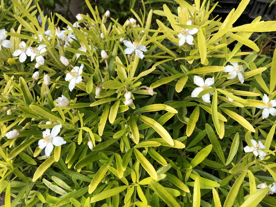 Choisya 'Hilgold' (Aztec Gold) 