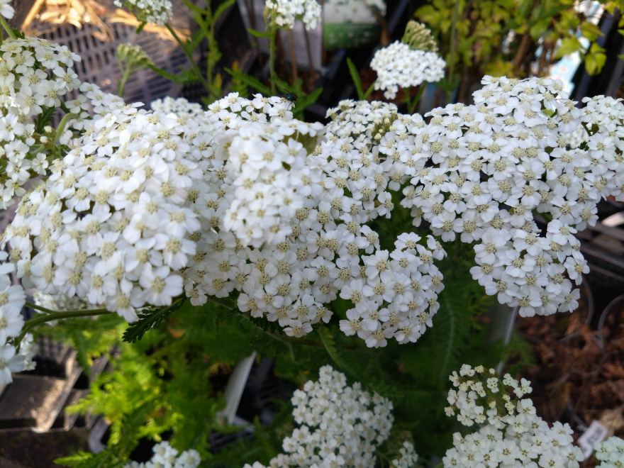 Achillea millefolium 'Schneetaler' Duizendblad