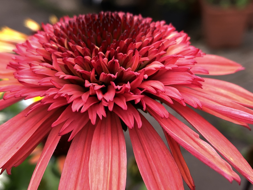 Echinacea 'Raspberry Truffle'  Gevulde Roze Zonnehoed