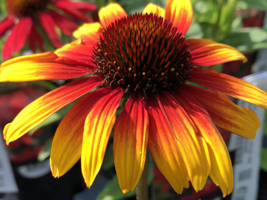 Echinacea 'Parrot'® Roodoranje Zonnehoed