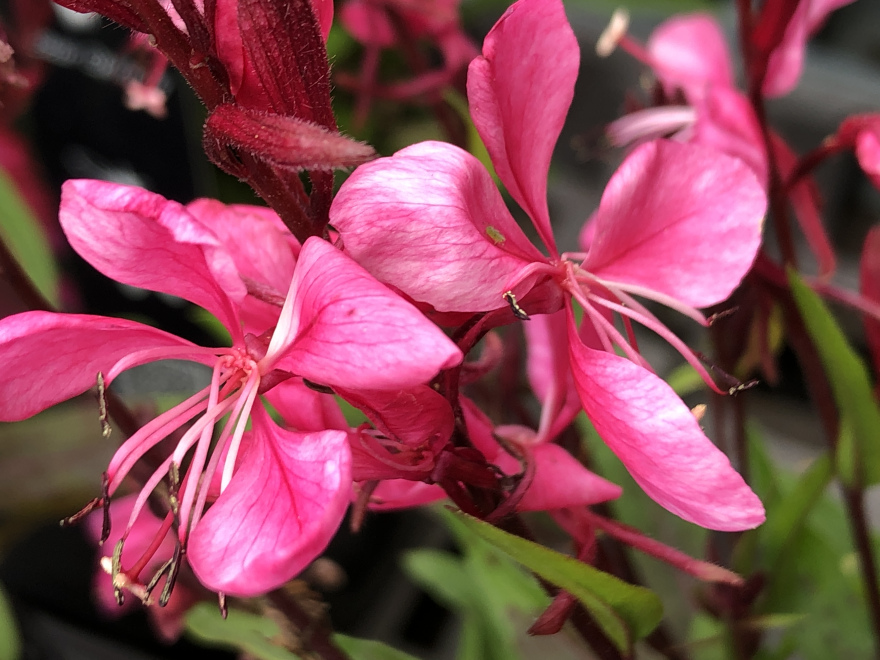 Gaura lindheimeri 'Flamingo White' Witte Prachtkaars