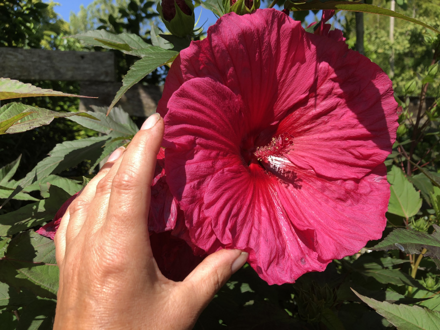Hibiscus moscheutos Rose 