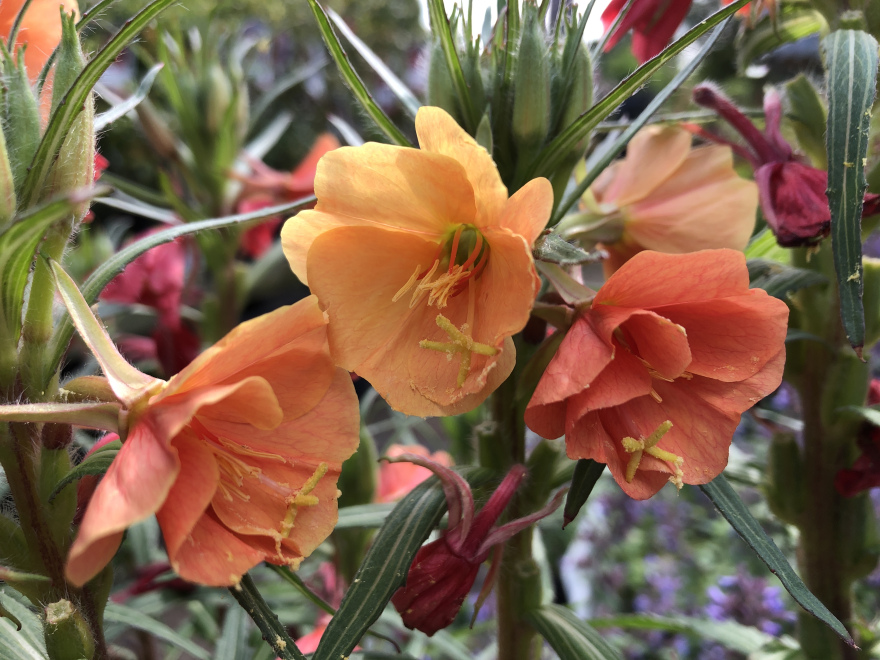Oenothera versicolor Teunisbloem