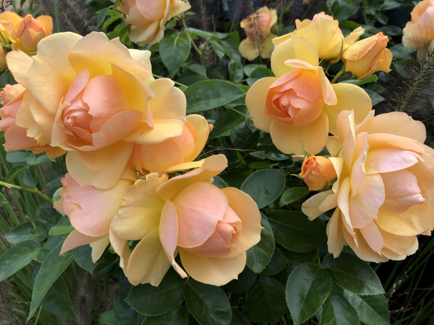 Rosa 'Hansestadt Rostock' (Stamroos) 