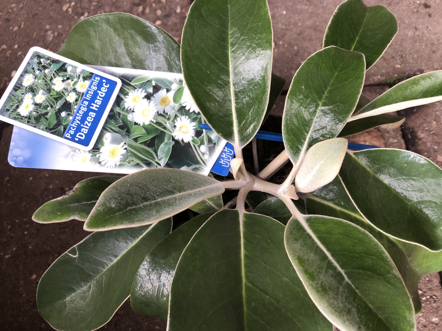 Pachystegia insignis 'Daizea Hardec' Pachystegia
