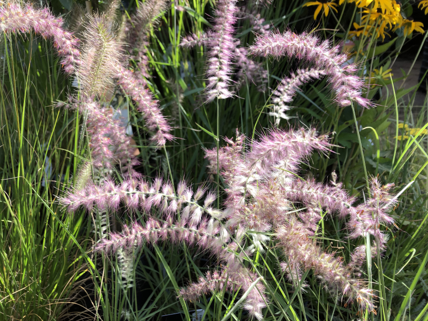 Pennisetum 'Karley Rose' Lampepoetsersgras