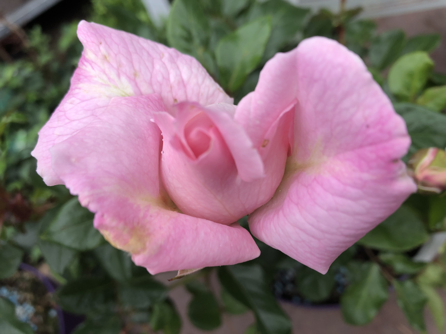 Rosa 'Constanze Mozart' Zachtroze geurende struikroos