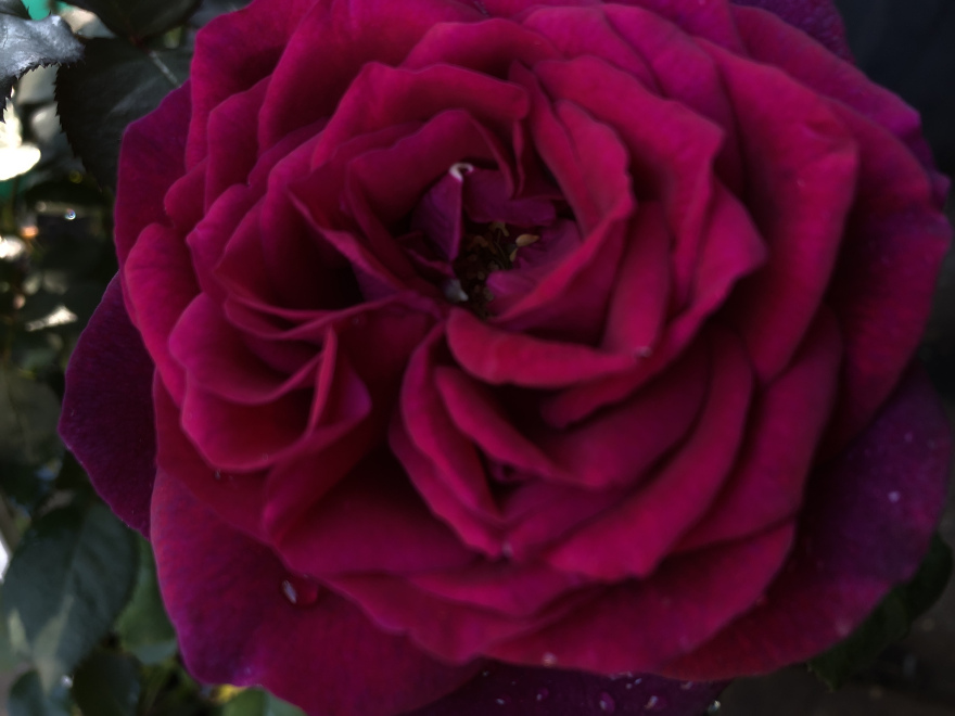 Rosa 'Gräfin Diana' Roodpaarse geurende struikroos