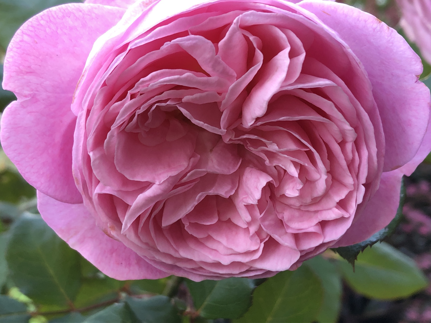 Rosa 'Rosengräfin Marie Henriette' Rose geurende struikroos