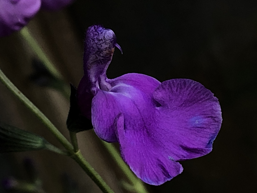 Salvia microphylla 'Hercules' Siersalie