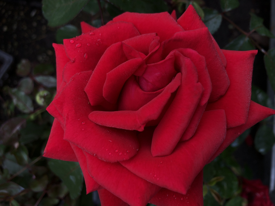 Rosa 'Tanziewsim' (Miss Schweiz)  Grootbloemige Rode Struikroos