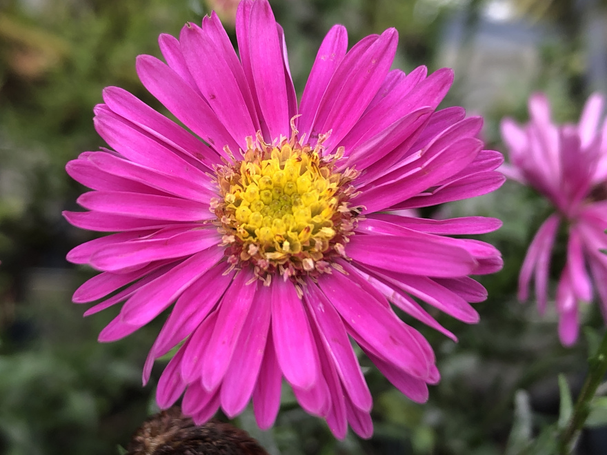 Aster 'Jenny' Dwergherfstaster