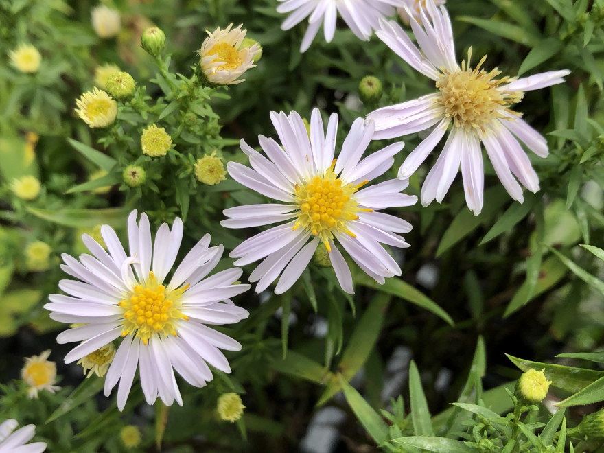 Aster 'Apollo' Dwergherfstaster