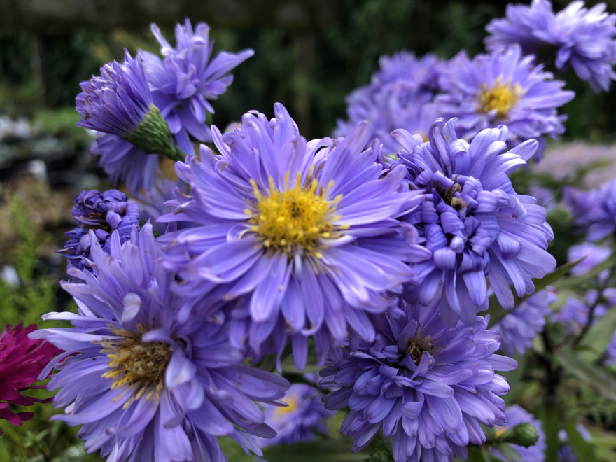 Aster novi-belgii 'Marie Ballard' herfstaster