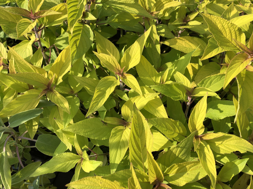 Salvia elegans 'Honey Melon'  Honingsalie
