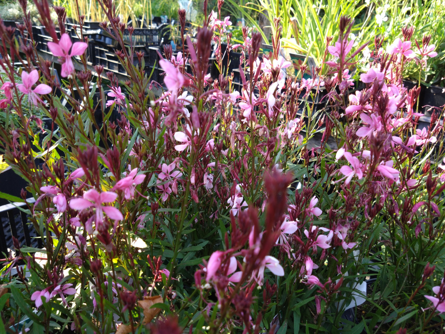 Gaura lindheimeri 'URIBLBP' (Baby Butterfly Dark Pink) Prachtkaars