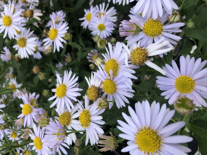 Kalimeris incisa 'Madiva' Zomeraster