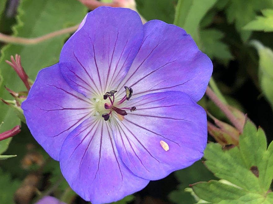 Geranium 'Azure Rush' Ooievaarsbek