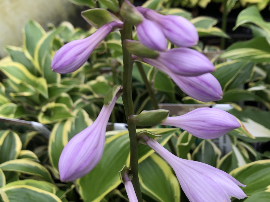 Hosta 'Queen Josephine' Hartlelie