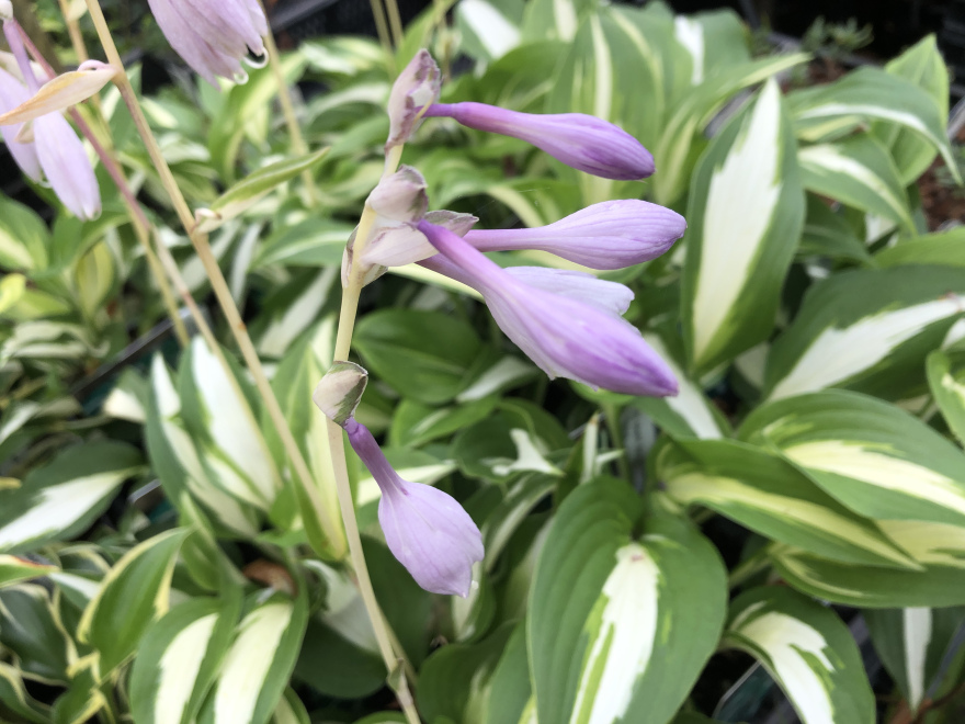 Hosta 'Night Before Christmas' Daglelie