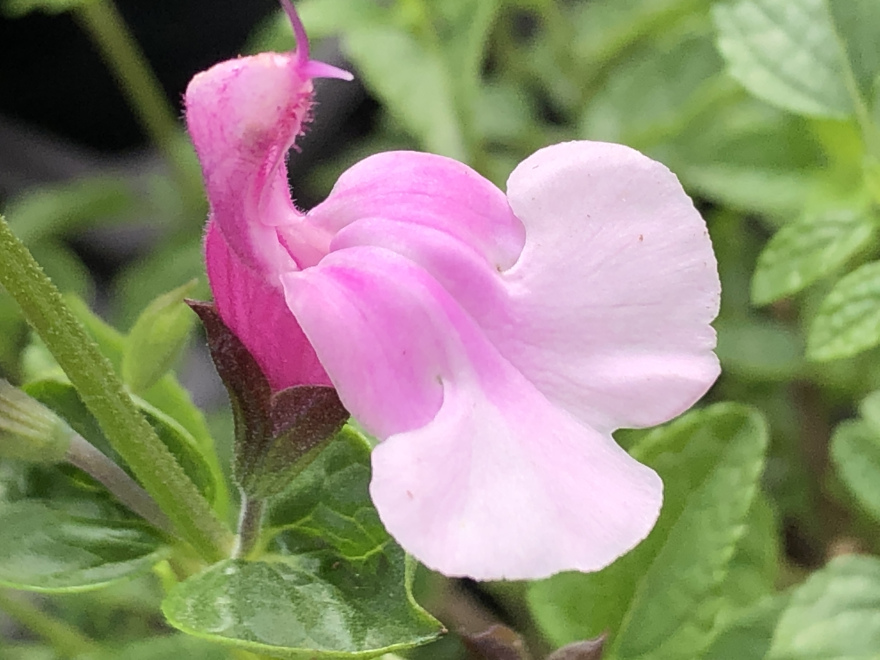 Salvia microphylla 'La Grande Boom' Siersalie