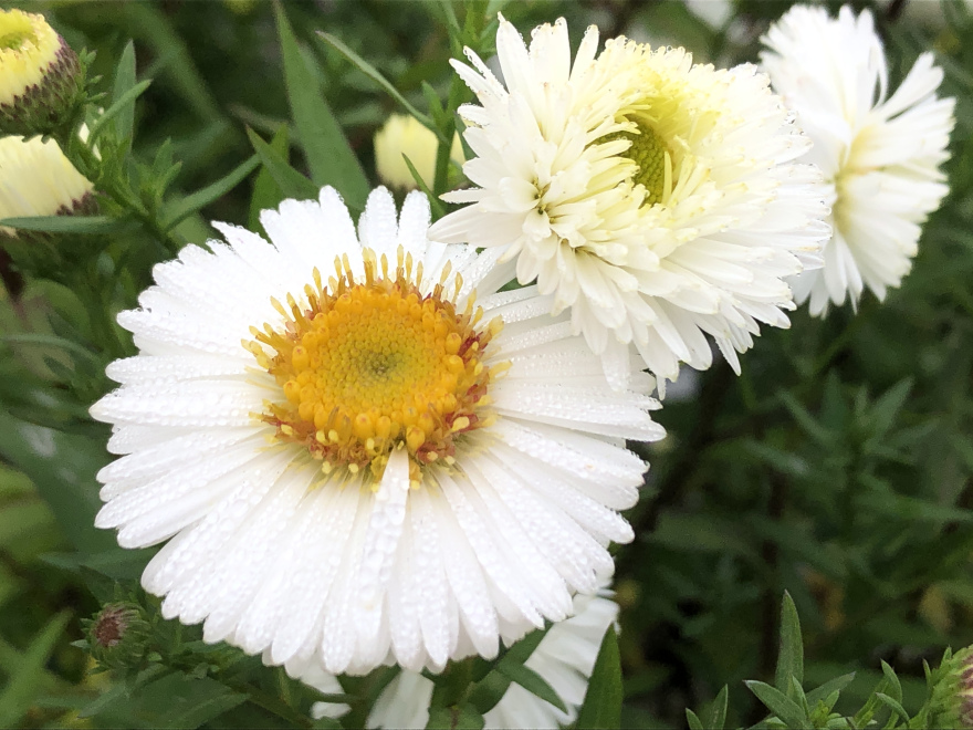 Aster novi-belgii 'White Ladies' Herfstaster