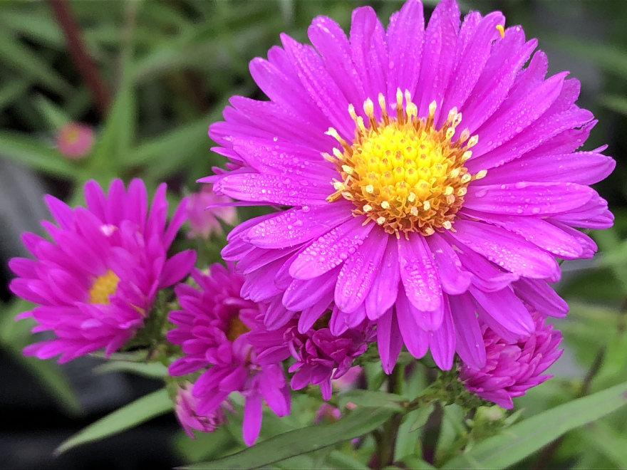 Aster novi-belgii 'Karminkuppel' Aster