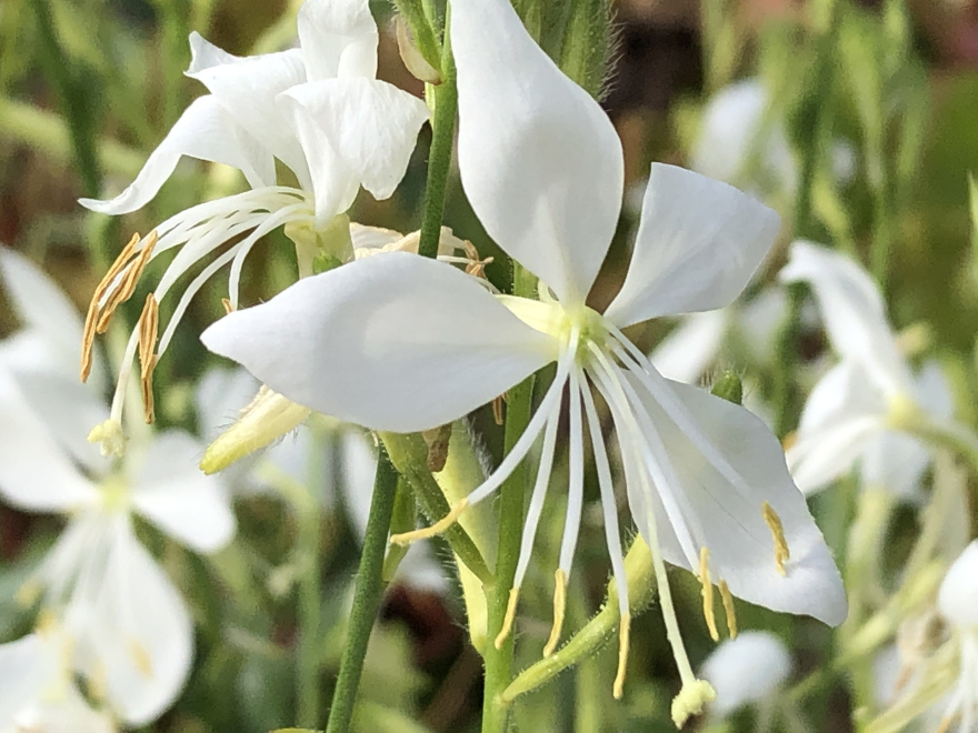Gaura lindheimeri 'Snowbird' Witte Prachtkaars