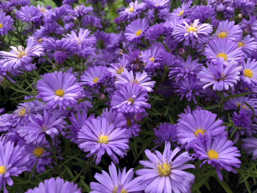 Aster 'Lady in Blue' Dwergherfstaster