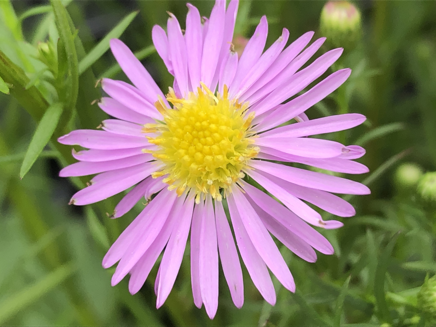 Aster 'Pink Star' Aster