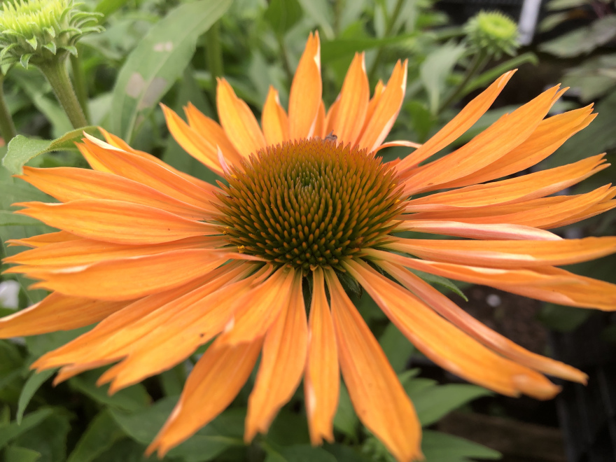 Echinacea 'Big Kahuna' Zonnehoed
