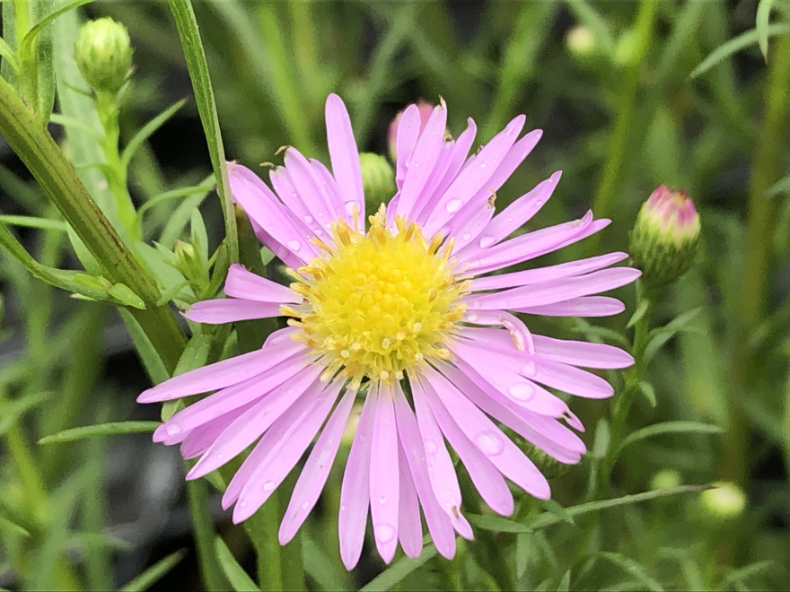 Aster 'Pink Star' Aster