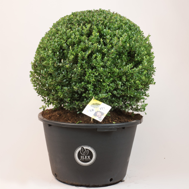 Ilex crenata 'Icoprins11' (Dark Green) Chinese Hulst, Buxusvervanger