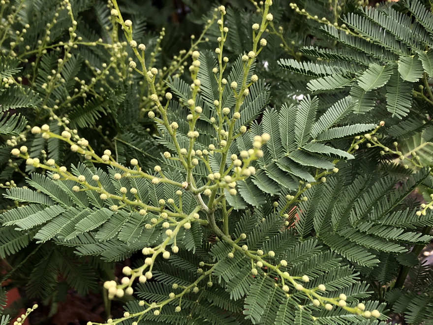 Acacia dealbata Zilvermimosa, zilveracacia