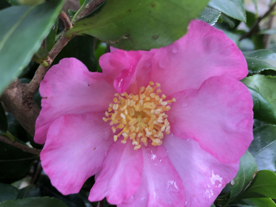 Camellia sasanqua Herfstbloeiende Theestruik