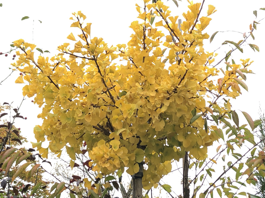 Ginkgo biloba 'Mariken' (Bolginkgo) Japanse Notenboom, Waaierboom, Eendepootboom